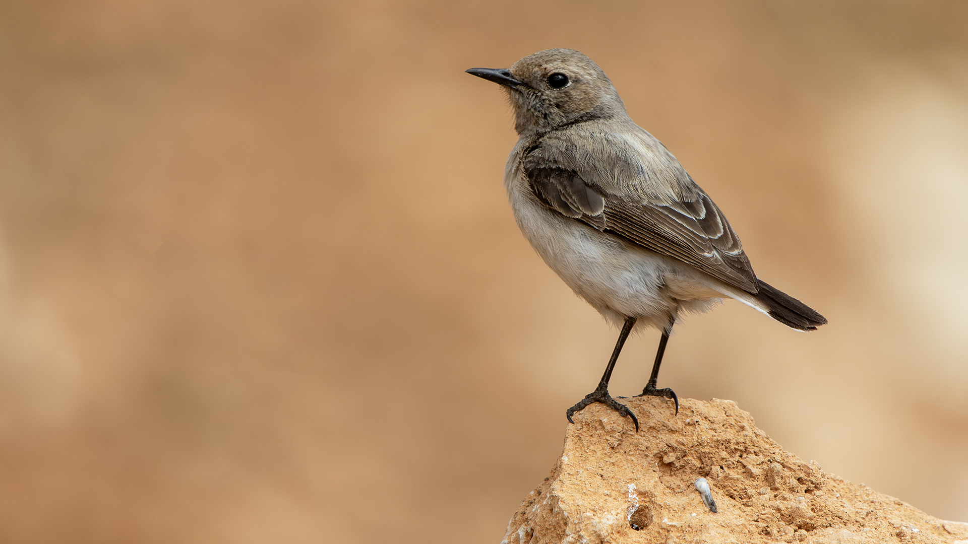 Finsch's Wheatear